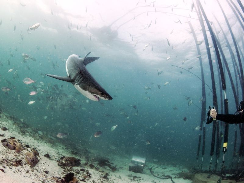 Morski psi na kokainu, kavi in protibolečinskih tabletah