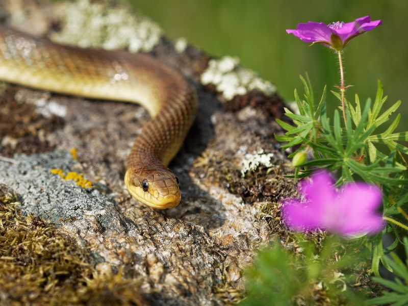 Slovenci obožujemo to rastlino na vrtu – a lahko privablja kače