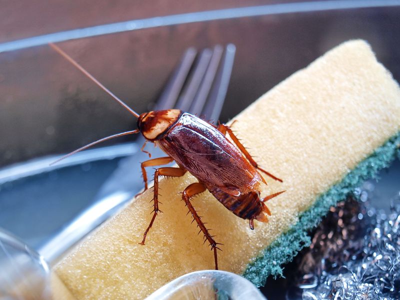 Enostaven trik, ki odžene ščurke iz kuhinje