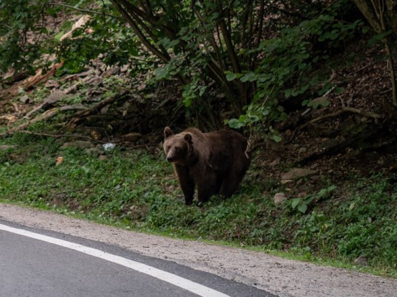 Motorist po trku z medvedom potreboval pomoč reševalcev