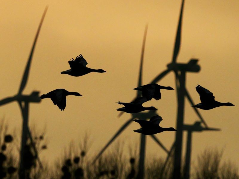 Raziskava: 99,8 odstotkov ptic se izogne vetrnim elektrarnam