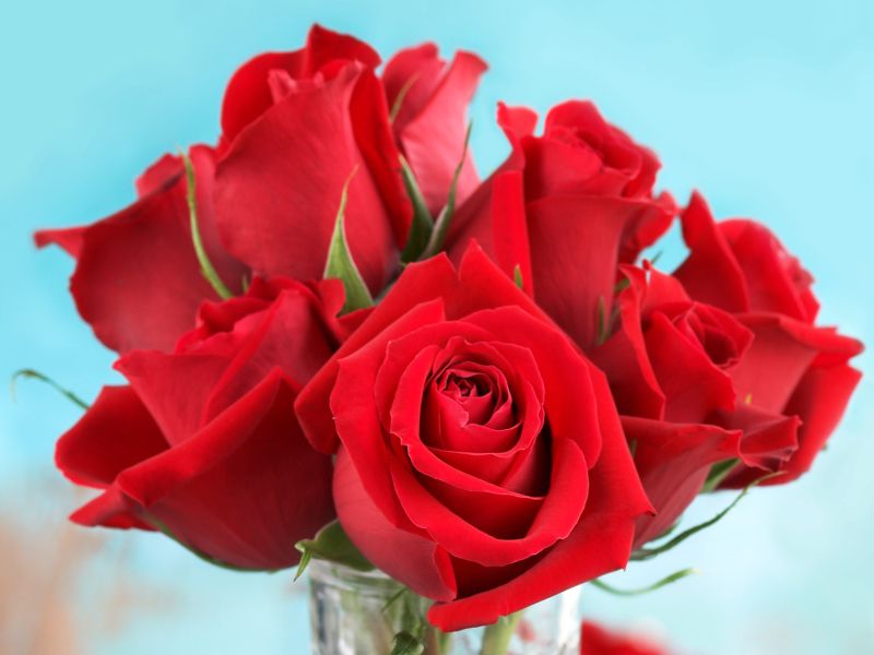 5 trikov, da vrtnice v vazi ne ovenijo