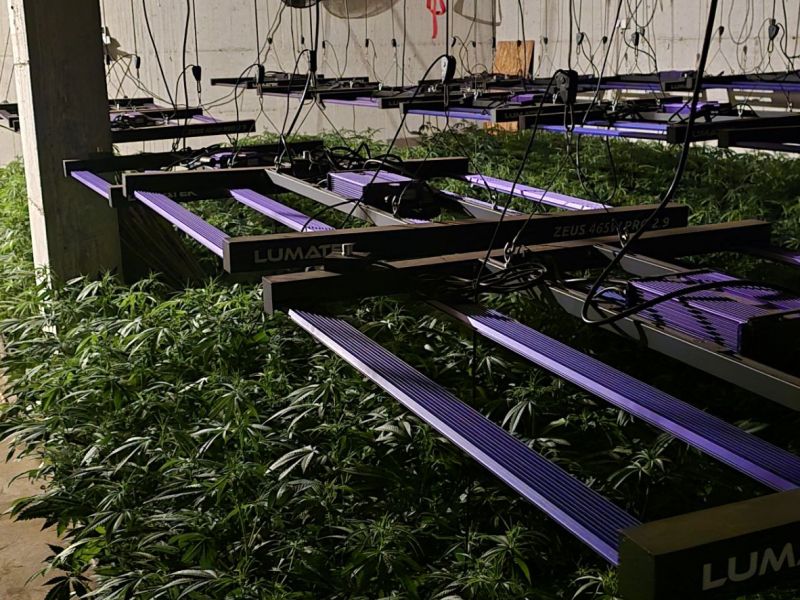 FOTO: Kriminalisti na Igu odkrili pravo tovarno konoplje