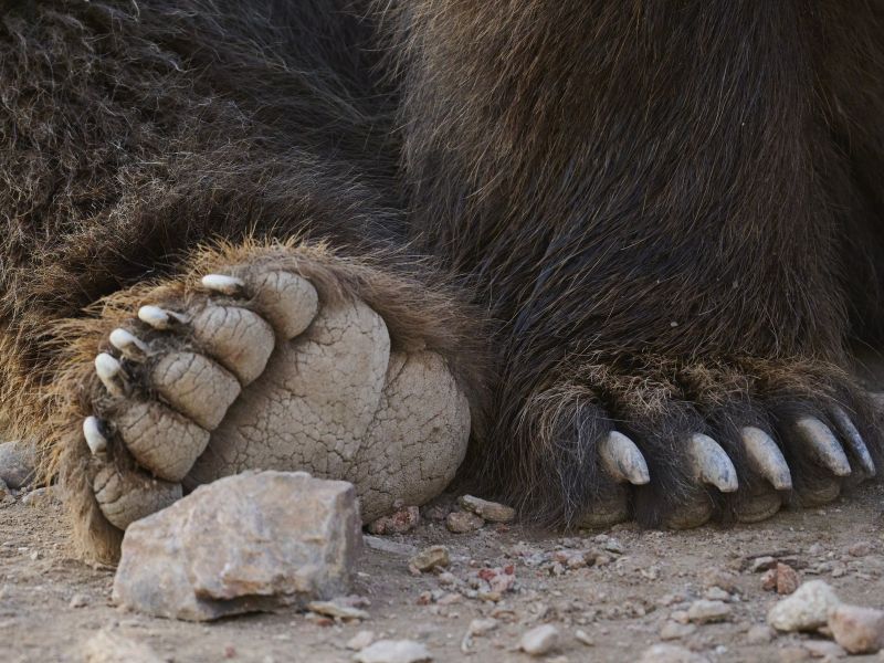 Žensko v odročnem gozdu napadel medved, kmalu podlegla poškodbam