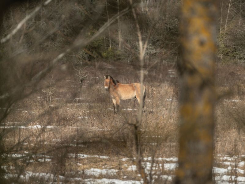 Skrivnost Černobila: Kako je območje smrti postalo raj za divje živali