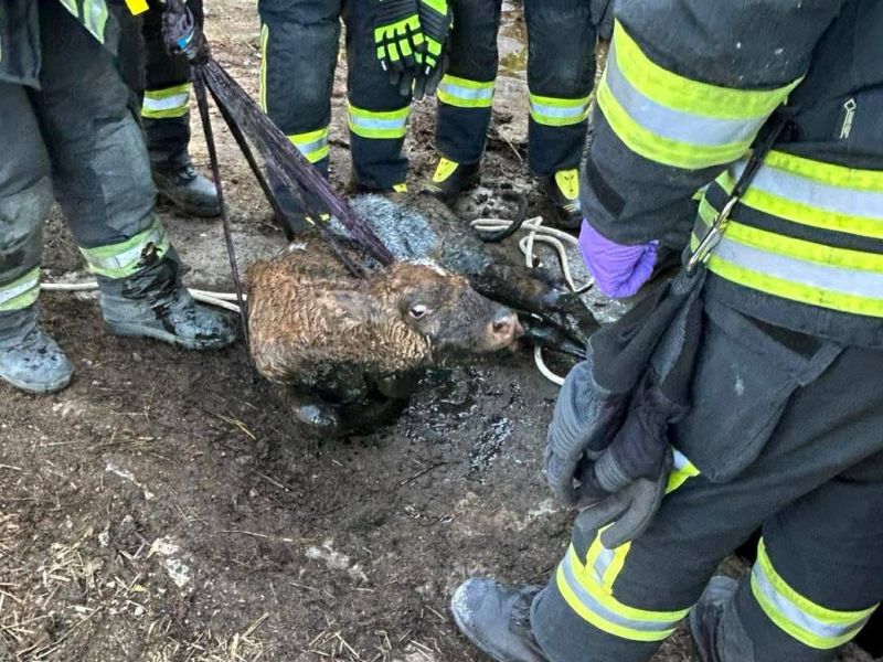 Teliček končal prvomajsko pašo v gnojni jami (foto)