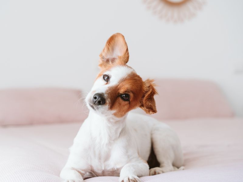 Kje hišni ljubljenčki najraje spijo? Presenetilo vas bo