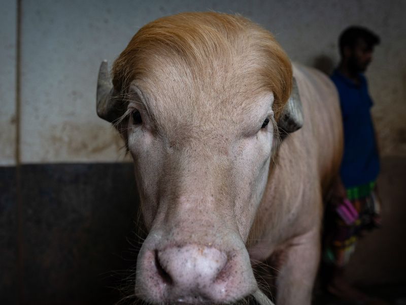 V Bangladešu slavijo svojega Trumpa, a čaka ga mračen konec (foto)