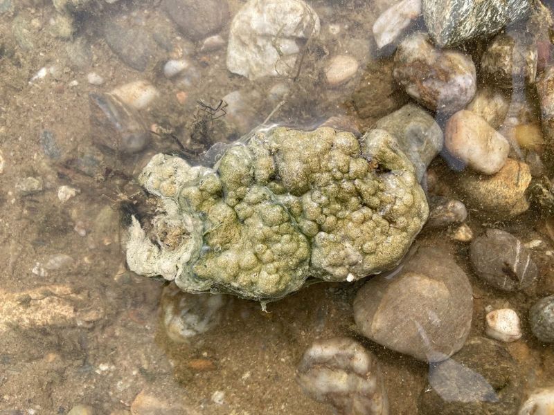 Nevarnost v bohinjskem jezeru: cianobakterije ogrožajo zdravje ljudi in živali
