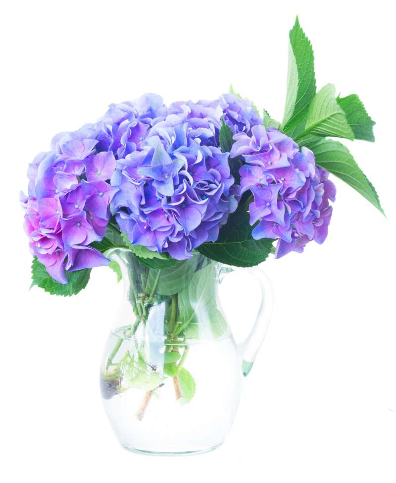 vaza s hortenzijami