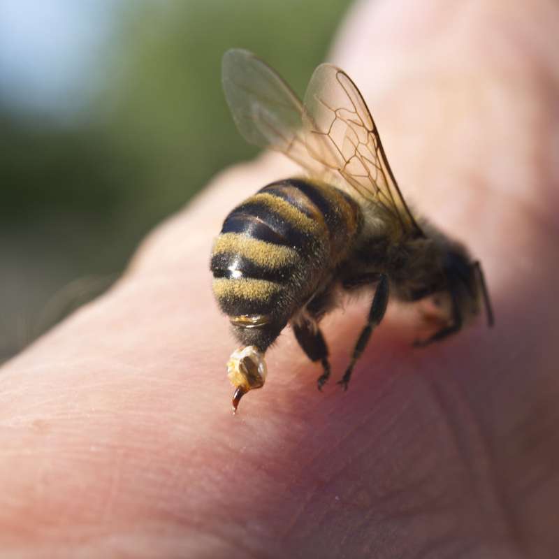 Najbolj nevarne so alergije na pike, zlasti na ose in čebele.