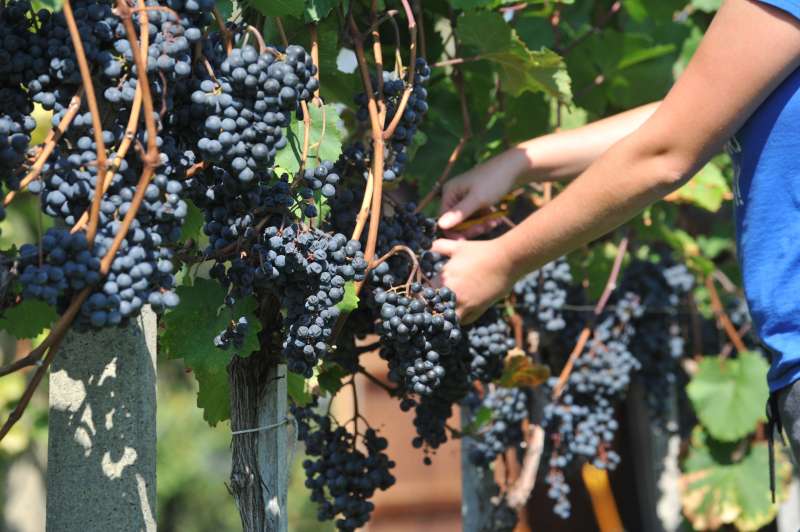 Med pavšalisti je tudi večina malih vinogradnikov, ki prodaja svoje grozdje.