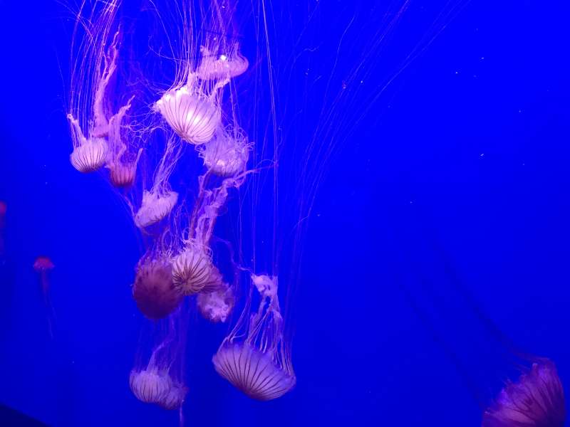 Oceanografija, Valencia