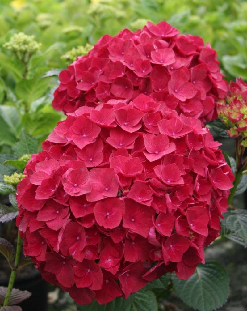 Hortenzija (Hydrangea) 'Ruby Red Magical' – od maja do avgusta