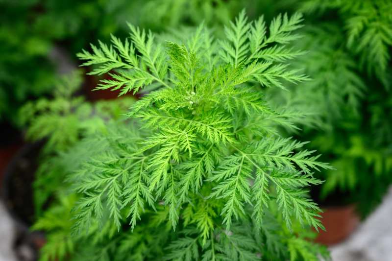 Sladki pelin (Artemisia annua L.)