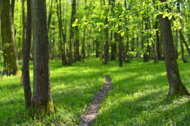 Pomladni gozd kar vabi v svoje nedrje, da nas osveži in razstrupi.