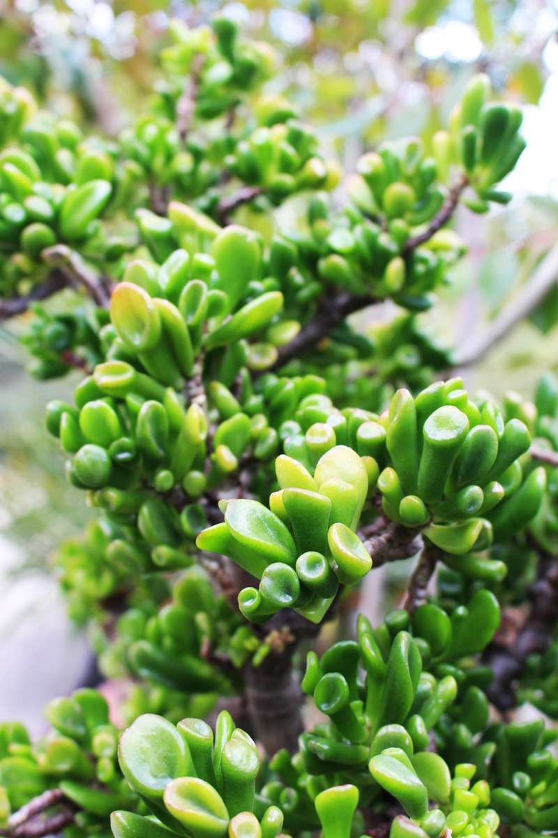 Crassula ovata