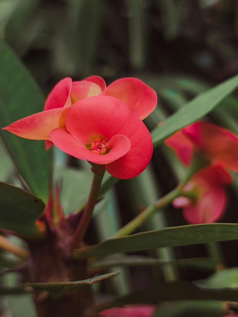 Euphorbia mili var. Splendens