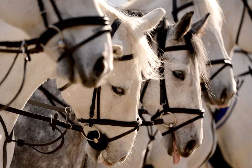 Slowenische Filmemacher über die Rettung der Lipizzaner aus der Umarmung der russischen Roten Armee