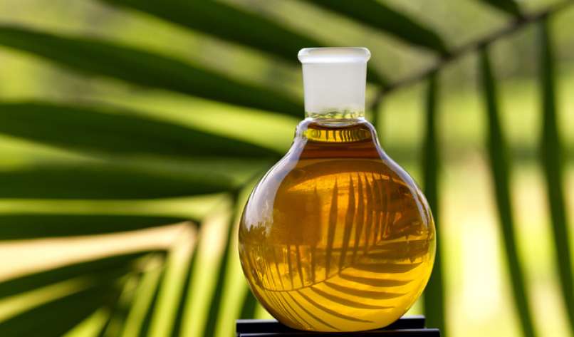 palmovo olje2