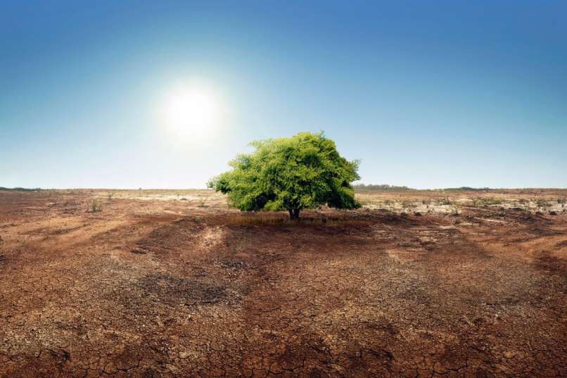 podnebne spremembe, drevo