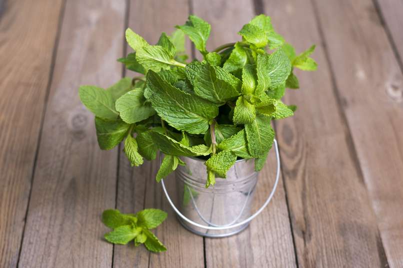 Menthe poivrée pour le rafraîchissement, la santé et une solution dans le jardin