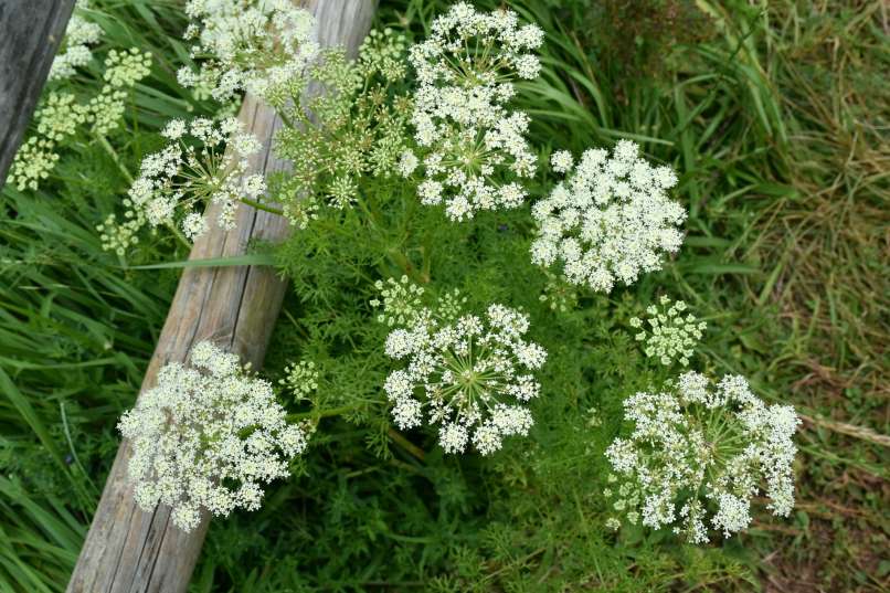 kumina, rastlina
