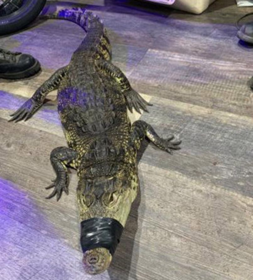 Črna kronika heroin Kalifornija krokodil mamila policija,