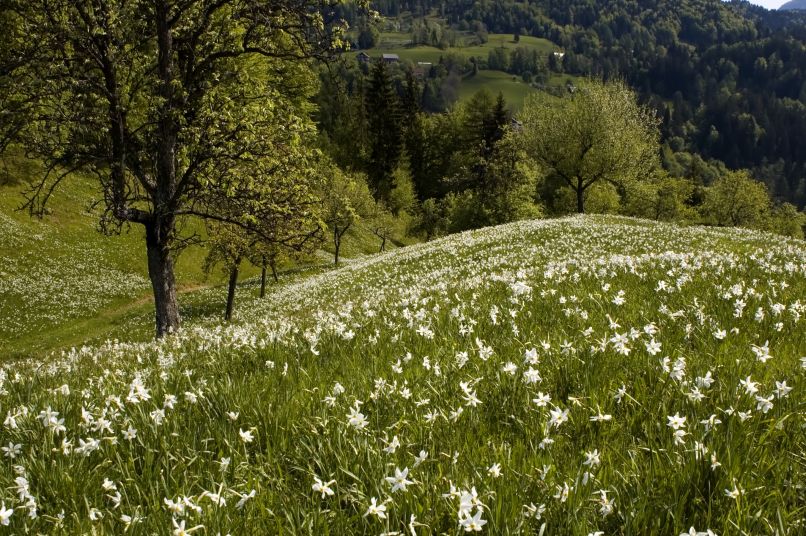 Narcise so strupene tudi za druge rastline - cvetje v vazi.