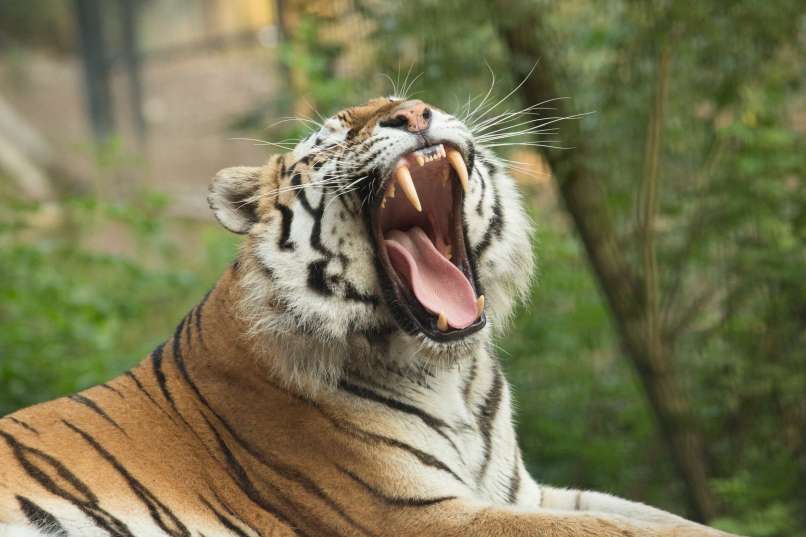 sibirski-tiger-vito