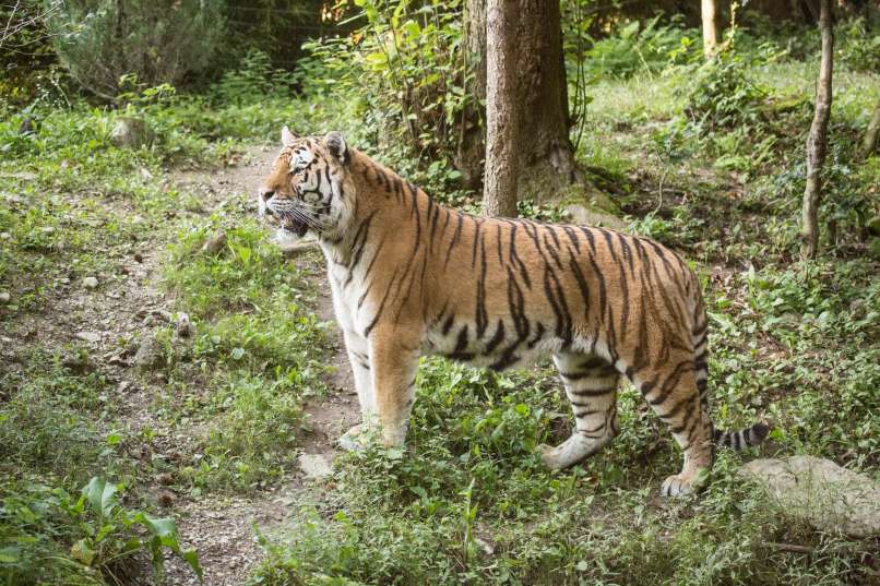 sibirski-tiger-vito