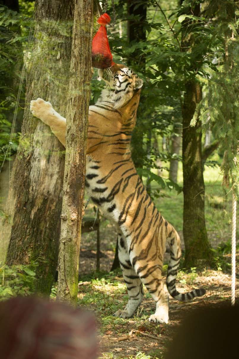 sibirski-tiger-vito