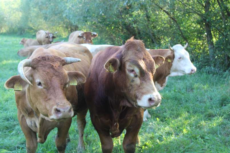 matej-zadravec, ekološka-kmetija-zadravec