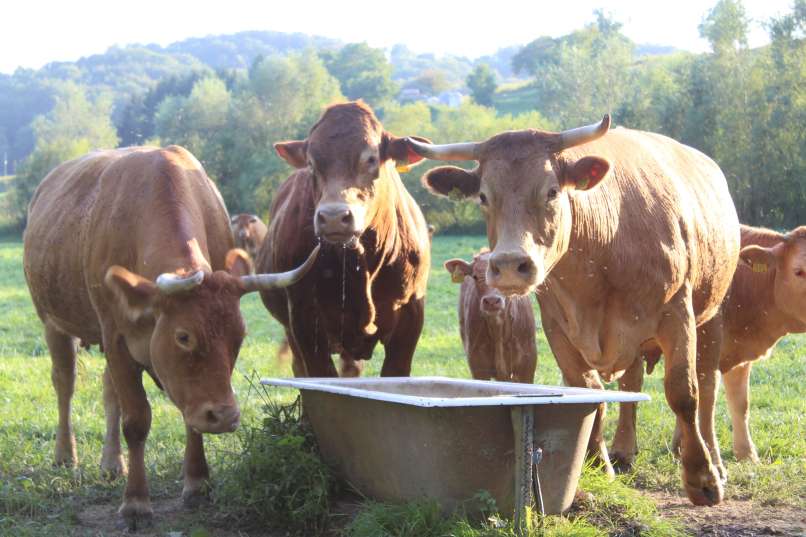 matej-zadravec, ekološka-kmetija-zadravec