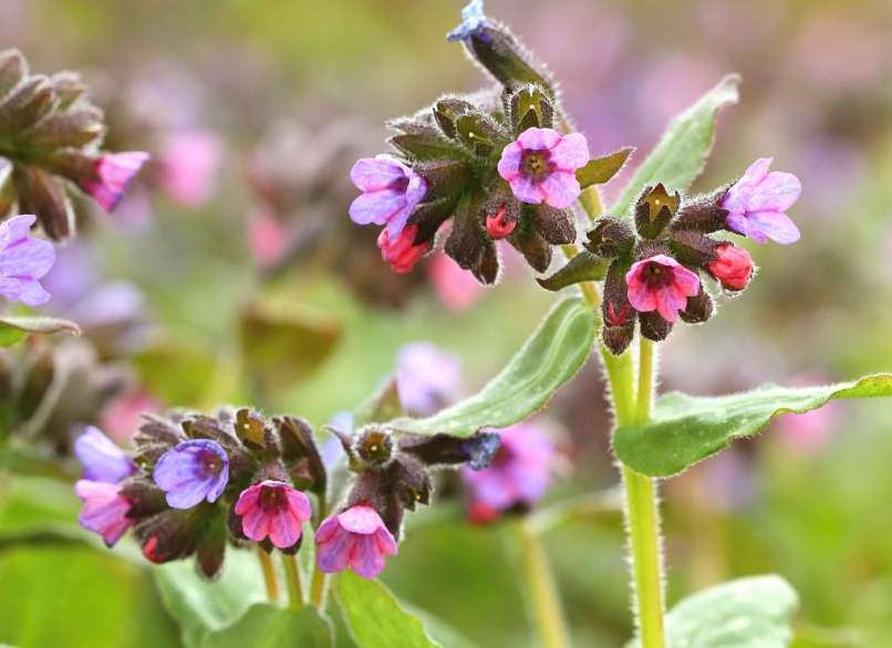 Nous collectons des fleurs colorées pour la santé des poumons et des reins