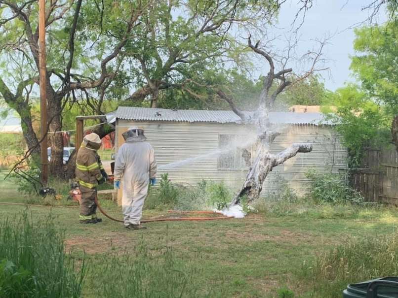 abejas asesinas, abejas africanizadas, breckenridge