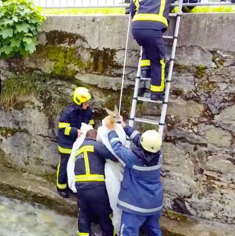 VIDEO: Neverjeten posnetek reševanja srne iz struge potoka Mošenik.