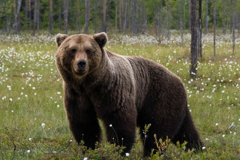 Le chasseur a été attaqué par un ours slovène dans le sud de la France, et cela s’est terminé en effusion de sang