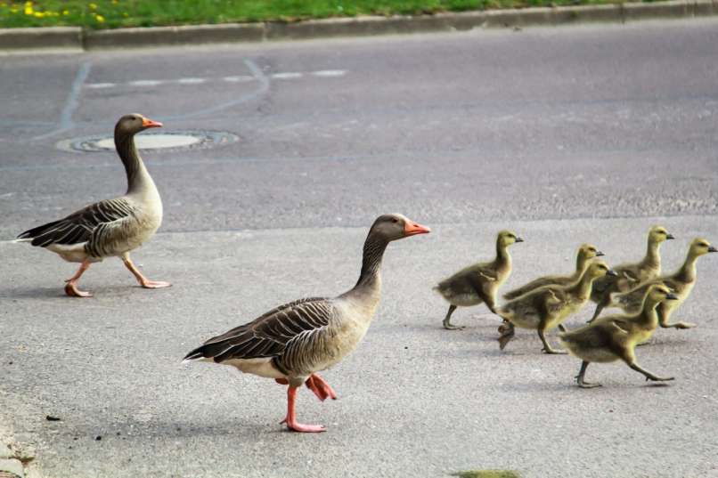 Eine heftige Kollision auf einer deutschen Autobahn wurde von einer Entenfamilie verursacht