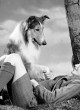 Lassie (film: Lassie Come Home)