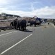 sloni-spanija-avtocesta-tw1