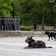 protest vlada koronavirus ljubljana dz trg republike policija bobo11