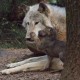 volkovi volcji mladici zivalski vrt zoo ljubljana