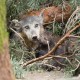 volkovi volcji mladici zivalski vrt zoo ljubljana