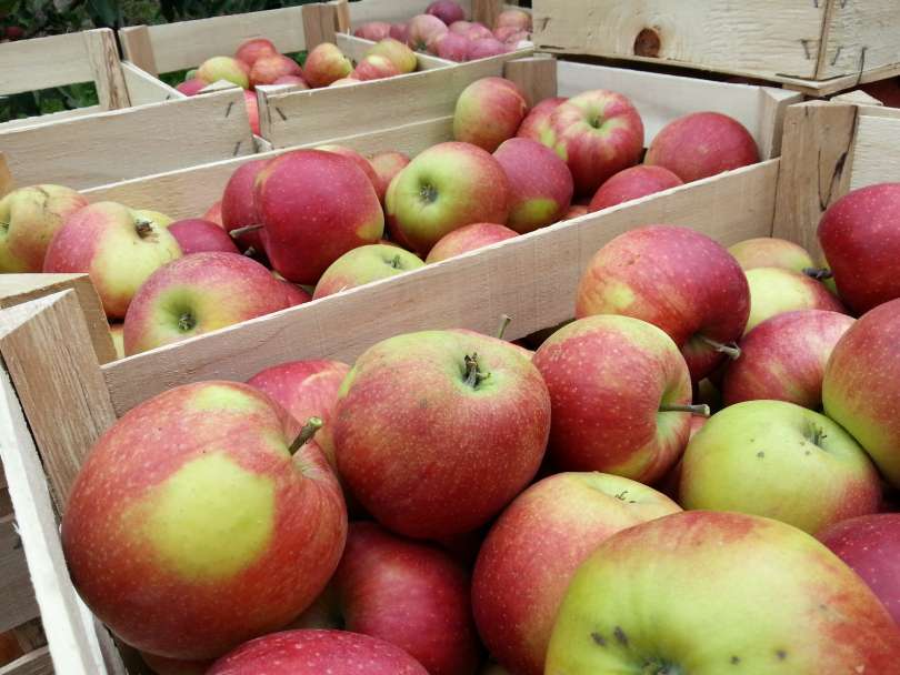 Maribor - nabiranje jabolk jabolka - sadje - delo