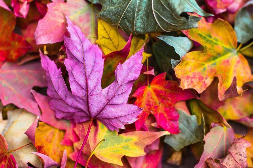 jesen, listje, barve