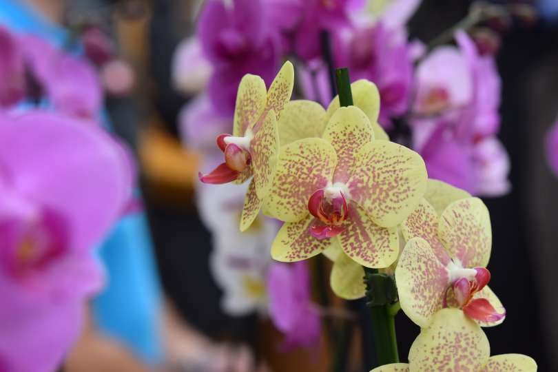 dobrovnik, dan-odprtih-vrat-ocean-orchids-tropski-vrt