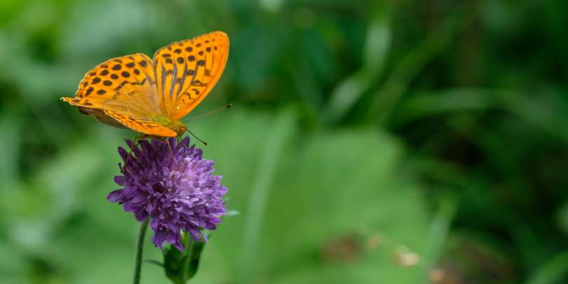 oranžen metulj