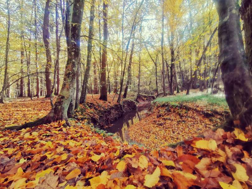 jesen, listje, gozd, jesenske-barve