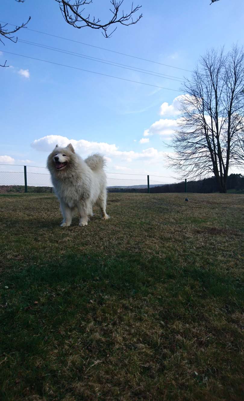 male-živali, max, goldie, psi, mačke